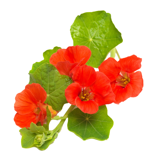 Capuchina o mastuerzo