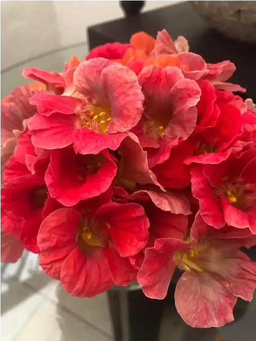 Capuchina o mastuerzo