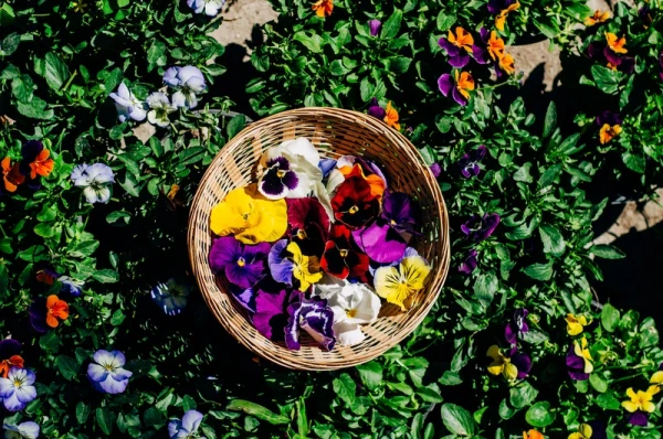 Libres de pesticidas